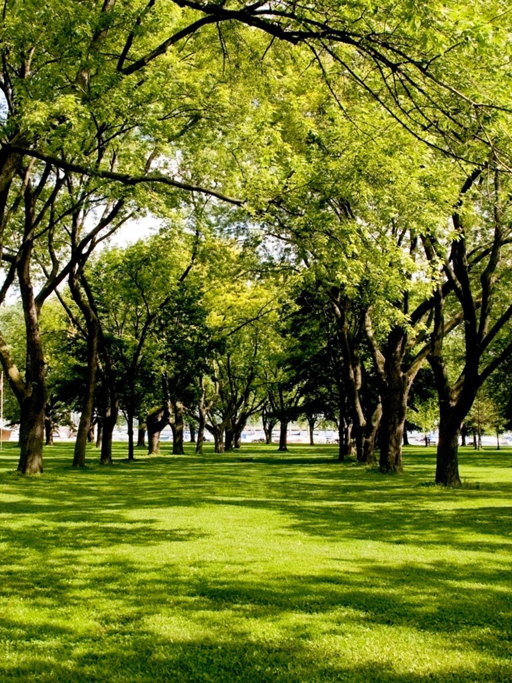Deep Shade Turfgrass Mix